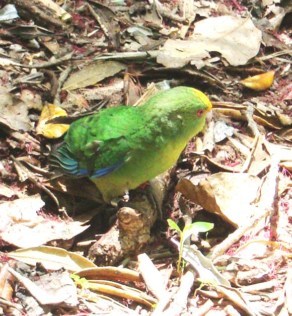 Tuhua Orange fronted parakeet